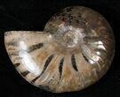 Flashy Red Iridescent Ammonite - Wide #16678-1